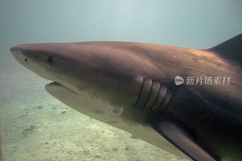 巴哈马比米尼的牛鲨(Carcharhinus leucas)